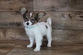 �istokrevn� �t��ata Papillon k dispozici