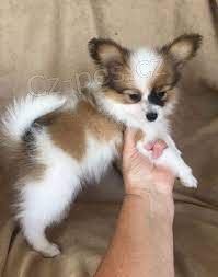 �istokrevn� �t��ata Papillon k dispozici