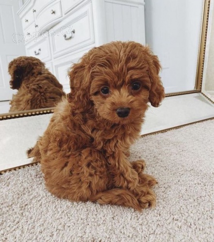 Velmi zdrav� �t��ata toy pudla k adopci.