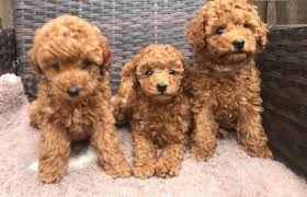 Velmi zdrav� �t��ata toy pudla k adopci.