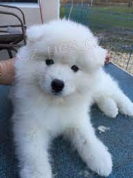 Velmi p��telsk� �t��ata samojed� p�ipraven� k adopci.