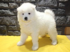 �istokrevn� �t��ata samojeda