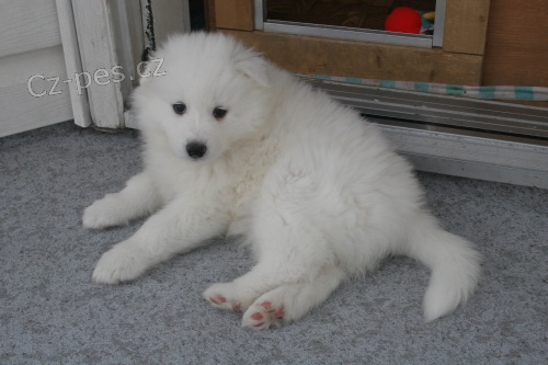 �istokrevn� �t��ata samojeda