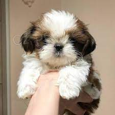 �t��ata Shih Tzu k adopci.