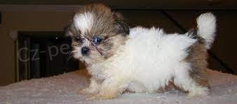 �istokrevn� �t��ata Shih Tzu dostupn� k adopci.