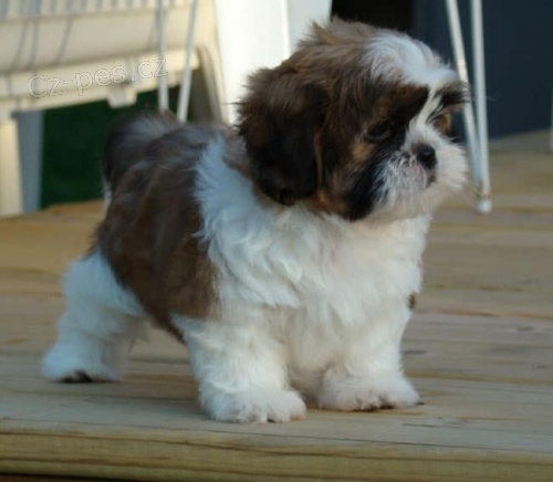 socializovan� �t��ata Shih Tzu dostupn� k adopci.