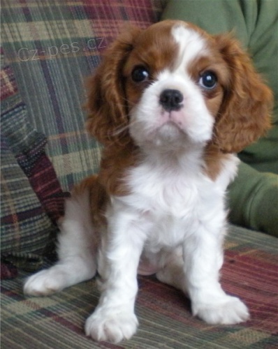 Prod�m �t��ata kaval�r king charles �pan�l