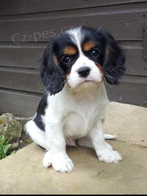 Prod�m �t��ata kaval�r king charles �pan�l