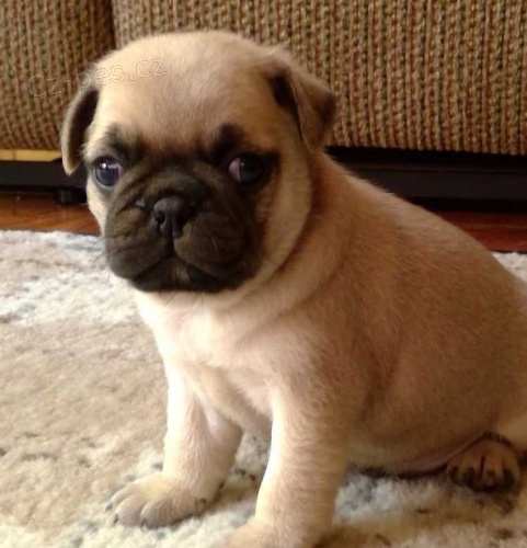 �t��ata mops� k adopci