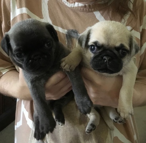 O�kovan� �t��ata mops� k adopci.