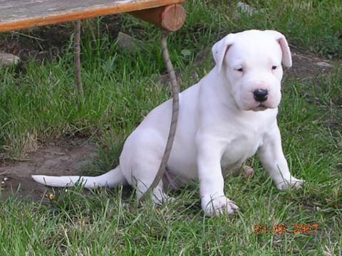 argentinsk� �t��ata k adopci.