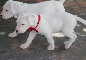 argentinsk� �t��ata k adopci.