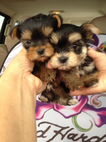Prod�m zdrav� a o�kovan� �t��ata yorkie.