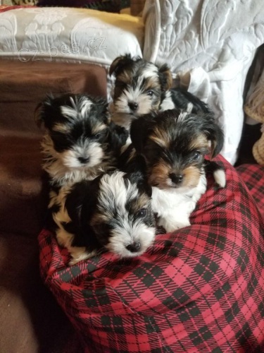 Prod�m zdrav� a o�kovan� �t��ata yorkie BIEWER.