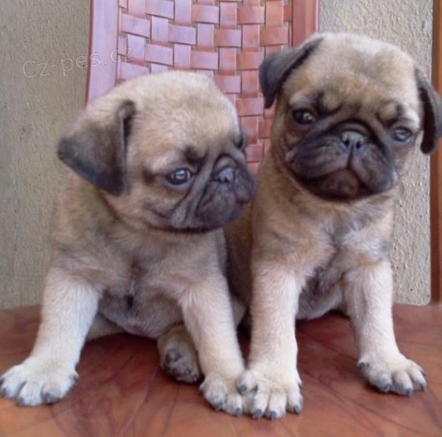 zdrav� �t��ata mops� na prodej