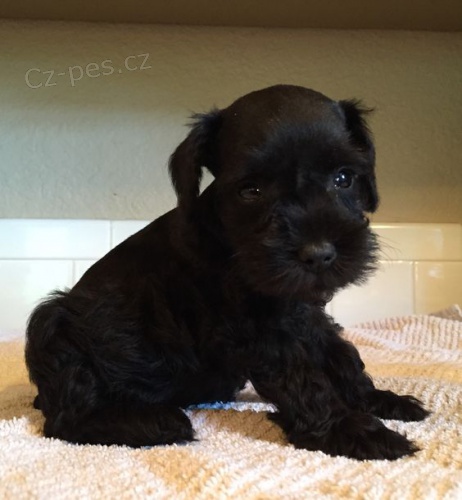 Prod�m zdrav� �ern� �t��ata mal�ho kn�ra�e.