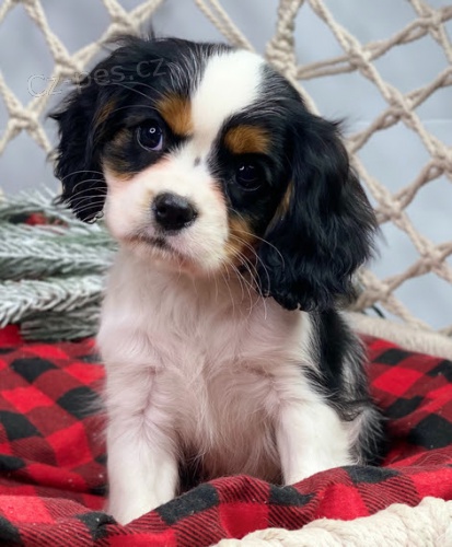 Prod�m zdrav� a kr�sn� �t��ata Kaval�r King Charles Spaniel.