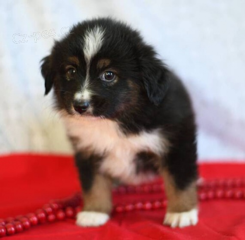 Prod�m roztomil� �t��ata australsk�ho ov��ka