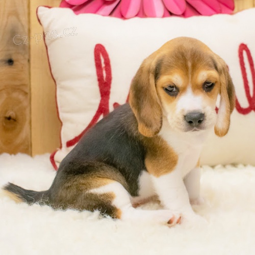 Kr�sn� a rozko�n� �t��ata b�gla k dispozici a p�ipravena k prodeji.