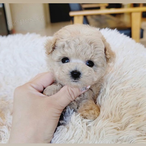 Prod�m �t��ata bi�onka.