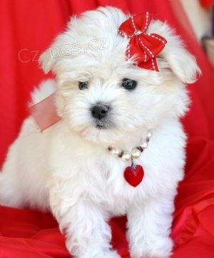 malt�zsk� �t��ata na prodej.