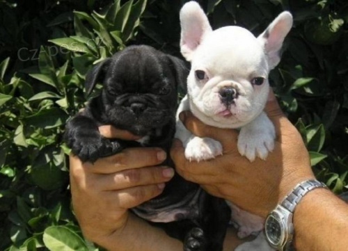 �t��ata francouzsk�ho buldo�ka.