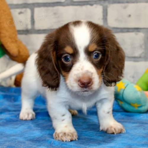 Prod�m zdrav� a o�kovan� �t��ata jezev��k�