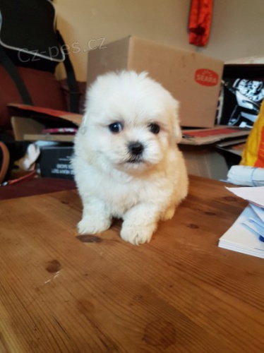 PROD�M O�KOVAN� mini malt�z��ka.