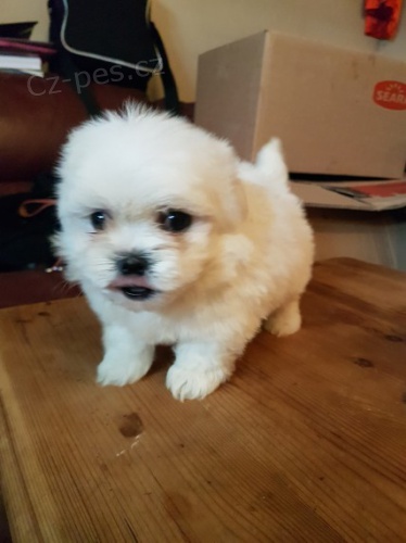 Prod�m mini �t���tka malt�z��ka.