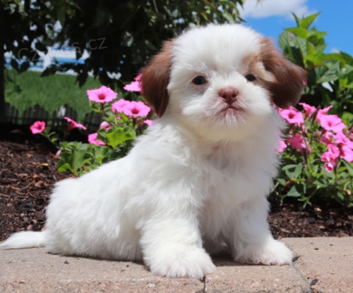 Prod�m zdrav� a o�kovan� �t��ata SHIH TZU