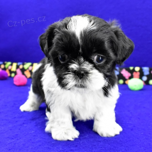 Prod�m �t��ata SHIH TZU