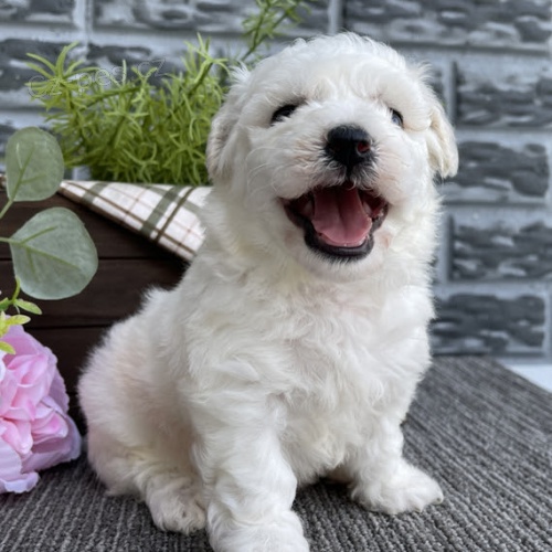 Prod�m zdrav� a kr�sn� �t��ata bi�onka.