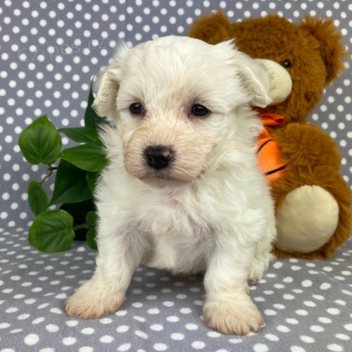 Prod�m �t��ata bi�onka.