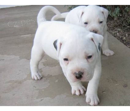 Prod�m �t��ata feny a psa americk�ho buldo�ka.