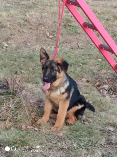 N�meck� ov��k �t��ata s PP