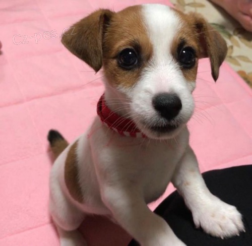 Prod�m �t��ata jack russell teri�ra.