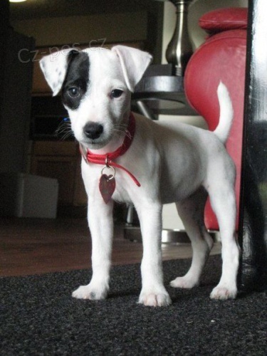 Prod�m zdrav� a o�kovan� �t��ata jack russell teri�ra.