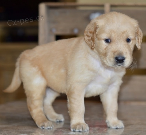 Prod�m �t��ata zlat�ho retr�vra.