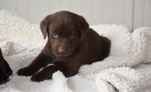 �t��ata labradorsk�ho retr�vra.