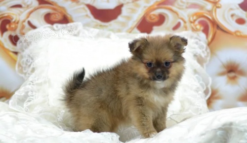 Kr�sn� �t��ata pomeranian� na prodej.