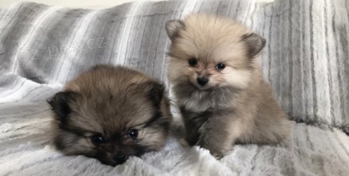 Kr�sn� �t��ata pomeranian� na prodej.