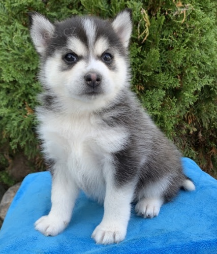 Prod�m �t��ata Pomskies (k��enec sibi�sk� husky a pomeranian)