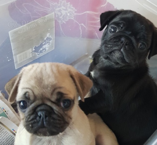 �ern� a b�ov� mops� �t��ata k adopci.