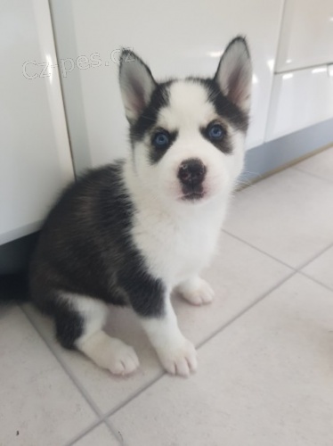 sibi�sk� husky s kr�sn�ma modr�ma o�ima k adopci.