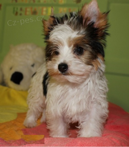 Prod�m �t��ata biewer yorkshire teri�ra.