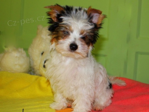 Prod�m �t��ata biewer yorkshire teri�ra.