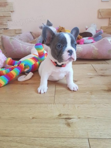 �t��ata francouzsk�ho buldo�ka.