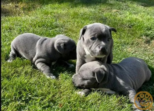 Staford��rsk� b��� teri�r.