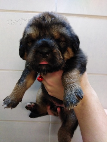 Tibetsk� doga - �t���tko s PP