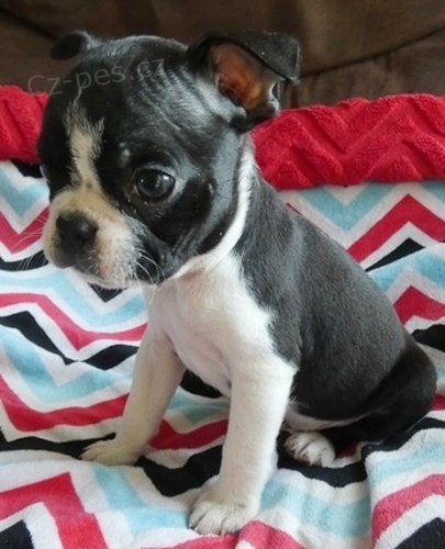 Prod�m dob�e hygienicky a soci�ln� vy�kolen� �t��ata bostonsk�ho teri�ra